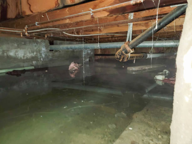Best Professional water damage repair  in Haw River, NC