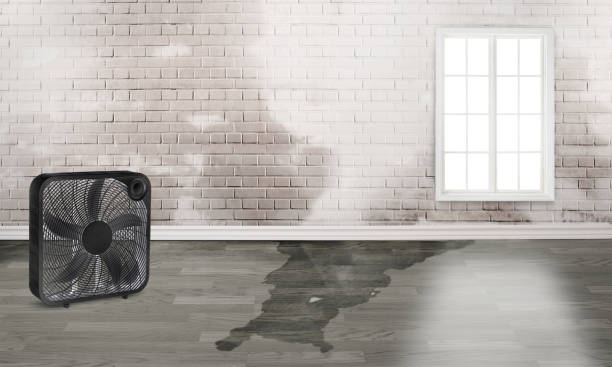 Best Water damage restoration near me  in Haw River, NC
